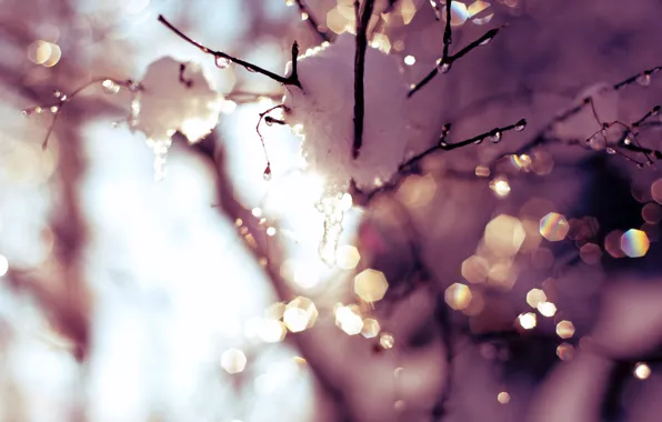 Picture the sky, the sun, drops, light, snow, trees, glare, sprig