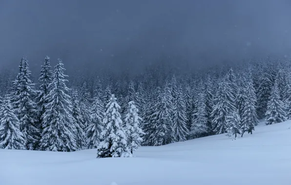 Winter, snow, trees, landscape, tree, landscape, winter, snow