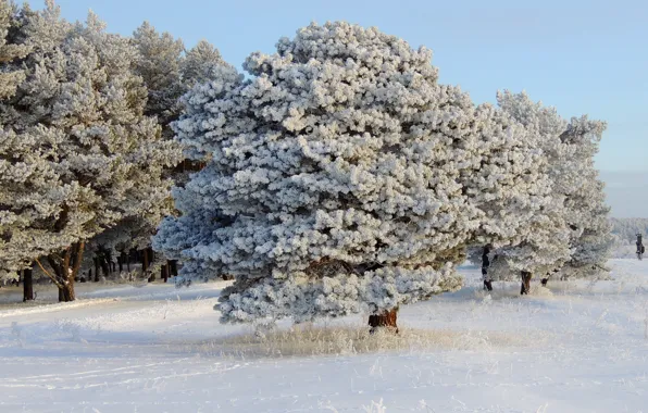 Winter, the sky, snow, trees, glade, day