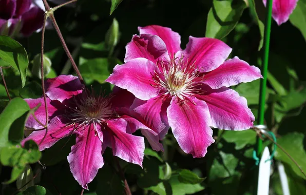 Picture pink, petals, flowering, flowers, Clematis