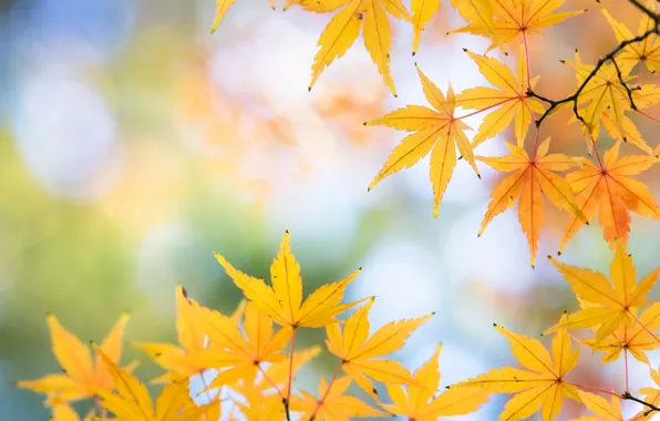 Autumn, leaves, macro, Wallpaper, maple