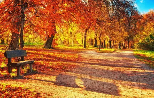 Autumn, trees, Park, track, shop