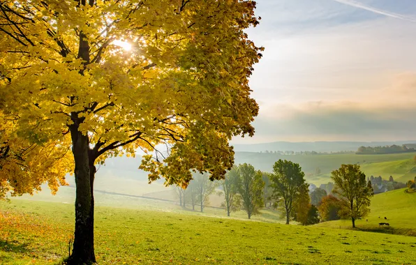 Picture field, autumn, tree