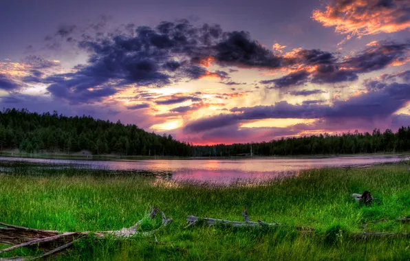 Forest, the sky, grass, clouds, lake, morning
