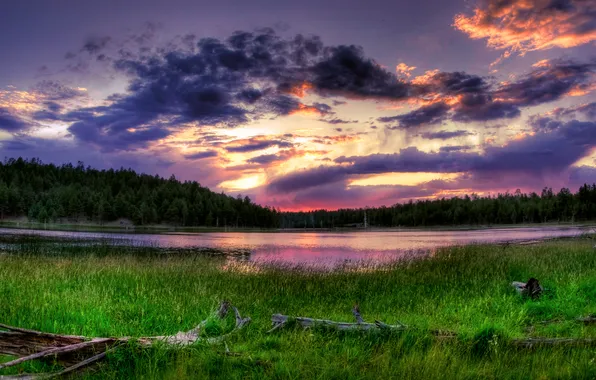 Picture forest, the sky, grass, clouds, lake, morning