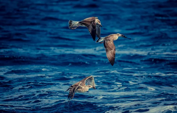 Sea, birds, hunting, photographer, Josef Kadela