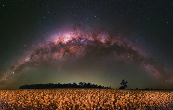 Space, stars, trees, flowers, night, meadow, The milky way, space