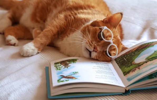 Picture cat, red, glasses, tired, book