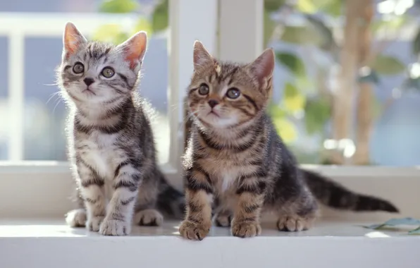 Look, window, kittens