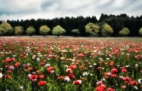 Forest, summer, the sky, clouds, trees, flowers, Maki, treatment