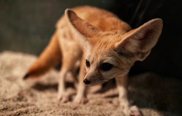 Look, pose, Fox, face, ears, Fenech, bokeh, Fenech
