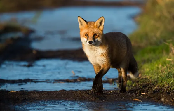 Picture pose, look, light, Fox, red, walk, blue background, water
