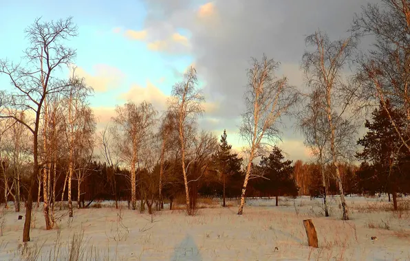 Forest, trees, forest, trees, dawn, dawn, March, March