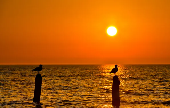 Sea, the sky, the sun, sunset, bird, Seagull