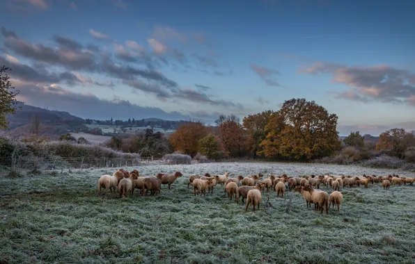 Frost, field, autumn, the sky, clouds, trees, landscape, nature