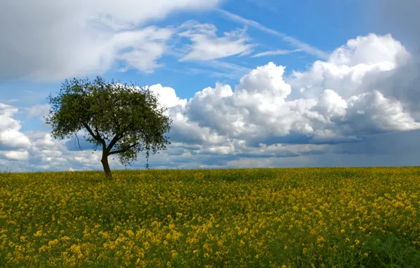 Field, the sky, clouds, tree, rape