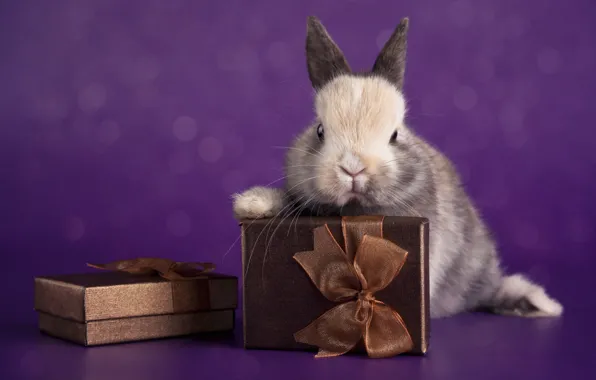 Look, pose, hare, rabbit, muzzle, Bunny, rabbit, hare