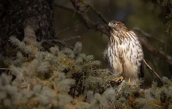 Forest, look, branches, bird, spruce, Falcon, needles, hawk