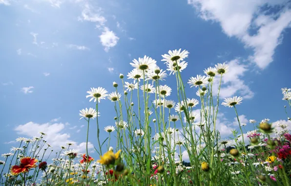 Field, the sky, clouds, landscape, chamomile, meadow
