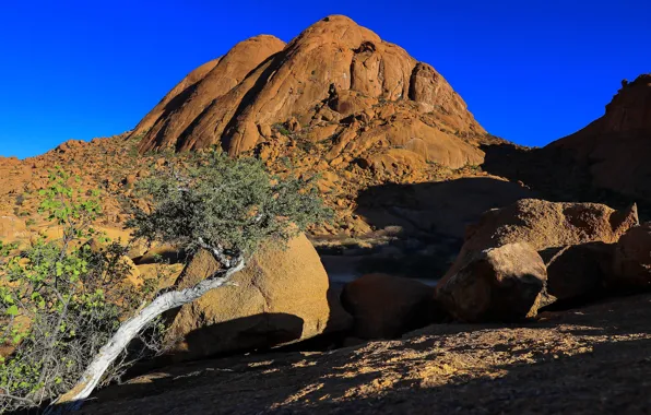 Picture tree, Namibia, Spitzkoppe