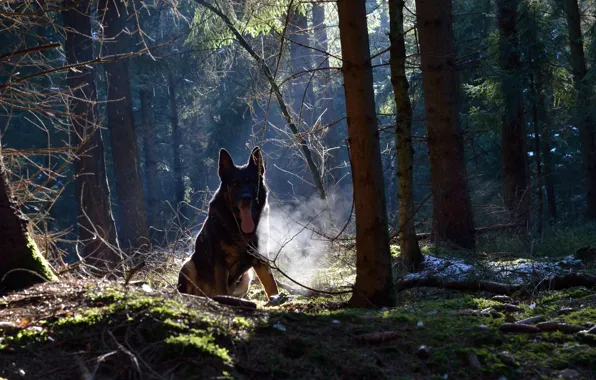 Forest, nature, each, dog
