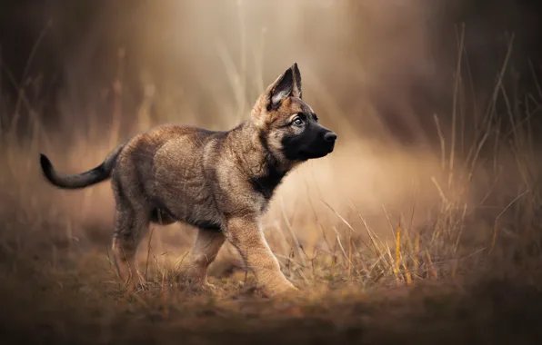 Dog, puppy, doggie