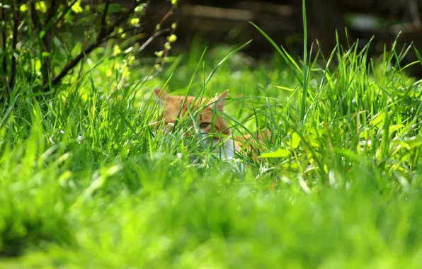 Grass, cat, nature, spring, mystery
