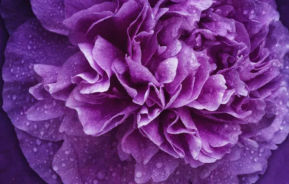 Flower, drops, macro, Rosa, lilac, pink, spring, petals