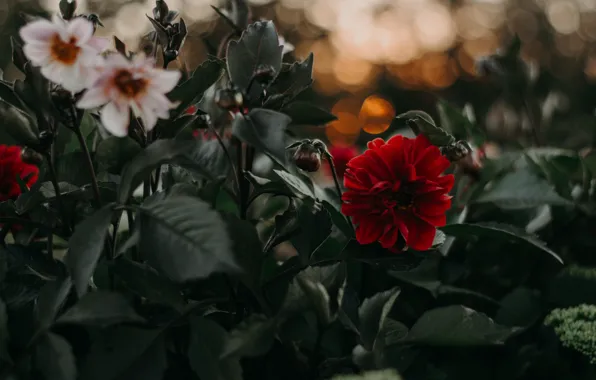 Flowers, the dark background, garden, dahlias