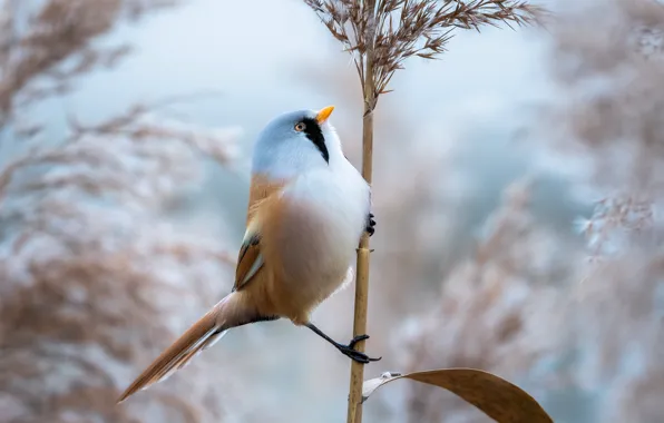 Picture bird, a blade of grass, Bearded Tits, panicle