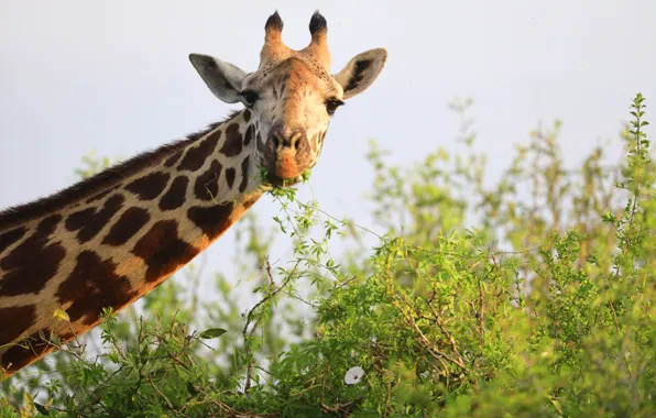 Look, face, giraffe, the bushes, neck