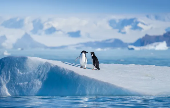 Picture sea, birds, penguins, floe, a couple, Antarctica, Adelie's penguin