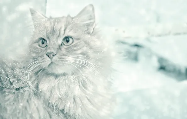 Picture cat, mustache, look, snow