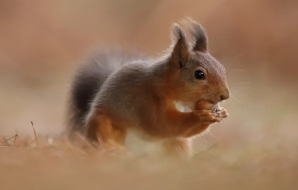 Background, protein, red, nuts, rodent