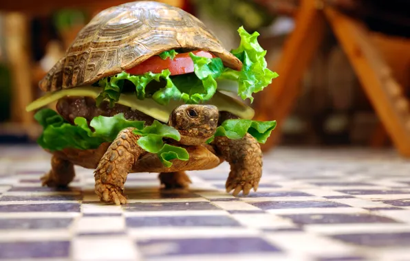 Animals, turtle, humor, sandwich, vegetables