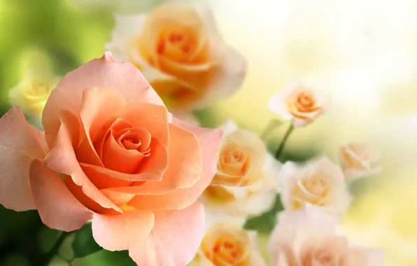 Widescreen Heart Pink Rose background  FREE Best pictures