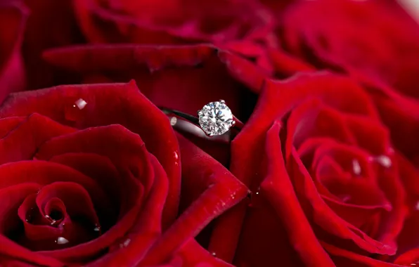 Picture flowers, roses, ring, red, diamond