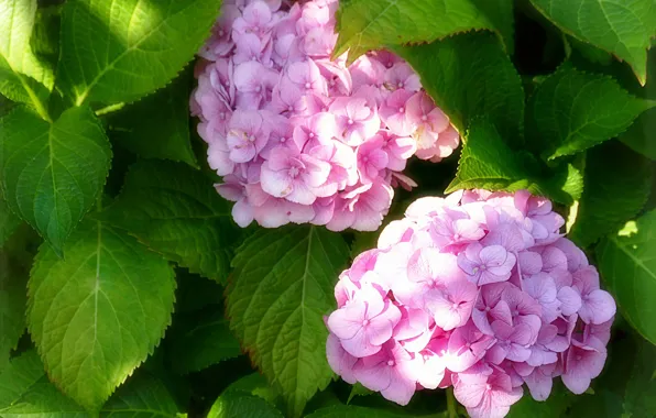 Picture leaves, Duo, inflorescence, hydrangea