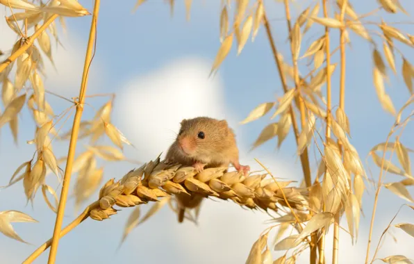 Macro, mouse, ears, Harvest Mouse, The mouse is tiny