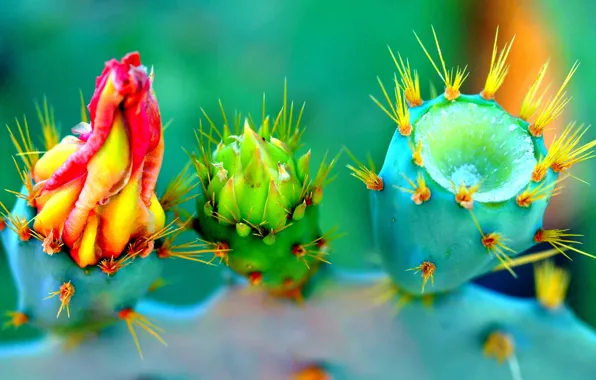 Flower, nature, plant, petals, cactus