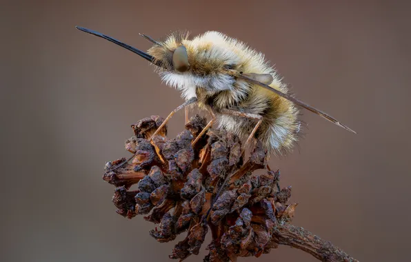 Macro, insect, bokeh, Dmitry Kuznetsov, It was buzzing