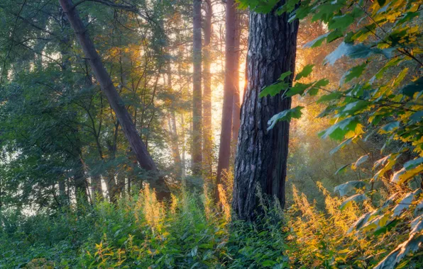 Forest, the sun, trees, branches, fog, foliage, morning, trunk