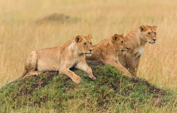 Field, grass, look, nature, pose, hill, three, wild cats