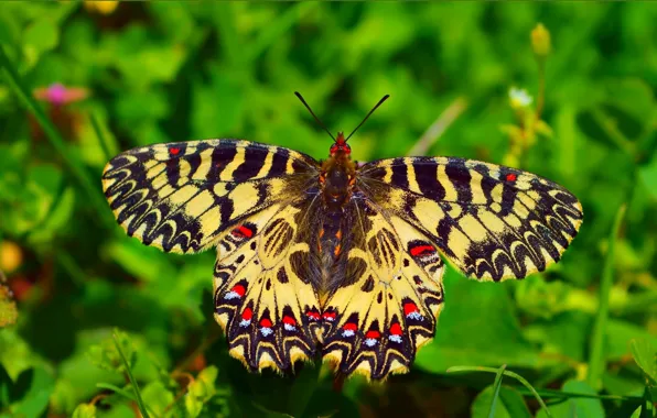 Picture Macro, Butterfly, Macro, Butterfly