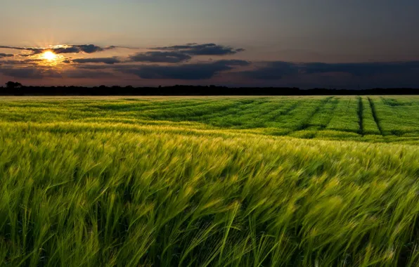 Wheat, greens, field, the sky, grass, the sun, clouds, landscape