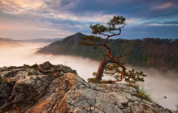 Forest, mountains, fog, rocks, Poland, pine, Sokolica