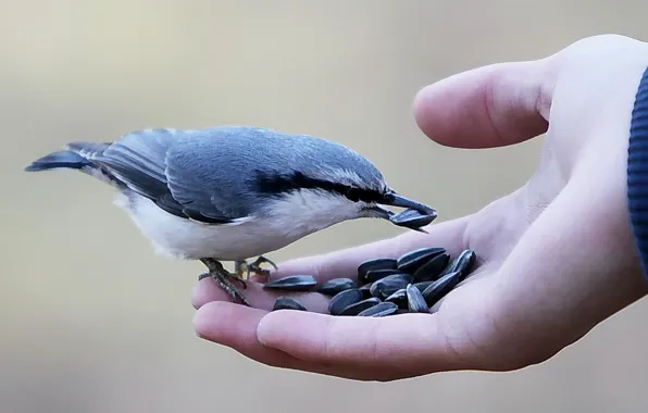 Nature, People, Birds