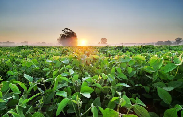 Greens, field, trees, fog, dawn, morning, plantation, soy