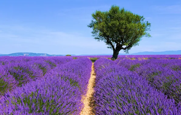Trees, flowers, lavender, plantation, lavender field