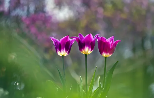 Light, flowers, spring, garden, tulips, pink, trio, flowerbed